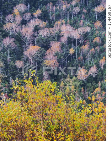 日光國家公園的菅沼 134469567