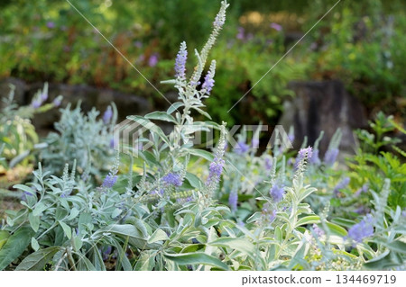 清爽的托特蘭花 清爽的托特蘭花 134469719