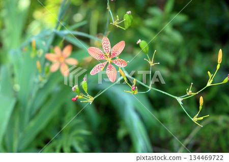 Japanese style, atmosphere, bellflower flowers Japanese style, atmosphere, bellflower flowers 134469722