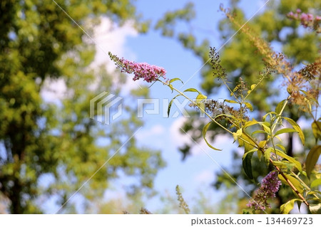 夏日天空盛開的醉魚草花 夏日天空盛開的醉魚草花 134469723