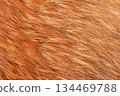 Natural fox fur macro photo as a background. 134469788