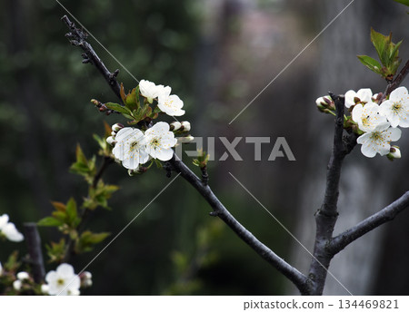 A cherry blossom branch in April against a dark background. Blurred background. Close-up. A cherry blossom branch in April against a dark background. Blurred background. Close-up. 134469821