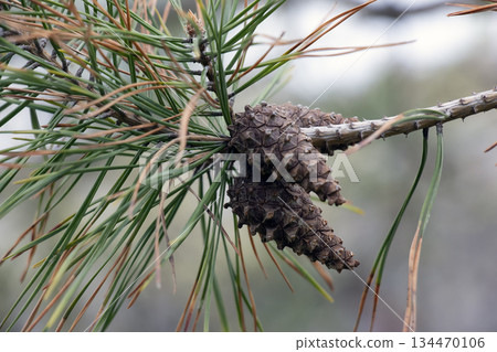Last year's cones on a spruce branch in early spring. Close-up. Blurred background. 134470106