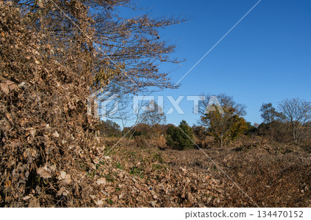 Grassland and dead leaves 134470152