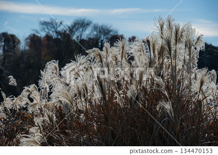 Glowing Susuki 134470153