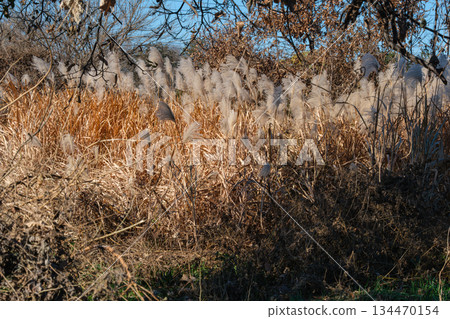 Forest Suki 134470154