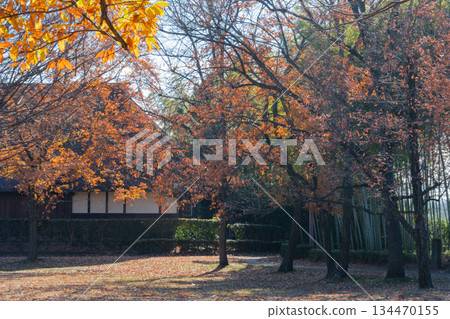 Old private house and bamboo grove 134470155