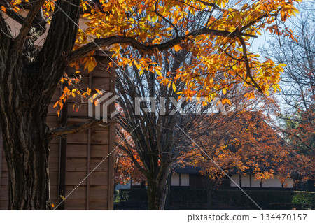 Thatched roof and mansion forest 134470157