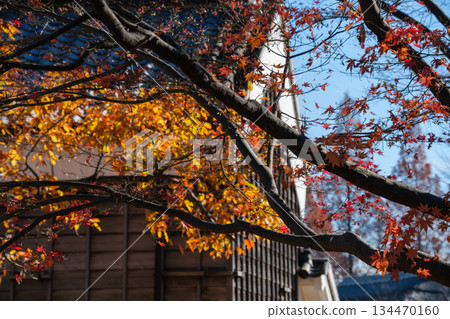 Shirakabe Tomomiji 134470160