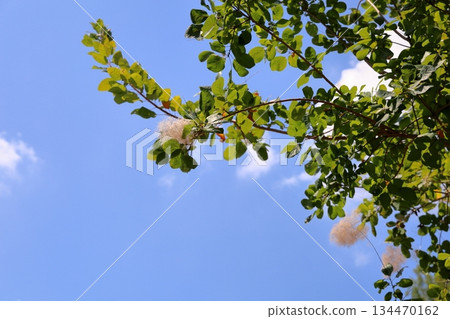 可愛的煙火花 134470162