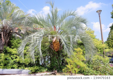 清爽的椰子 134470163