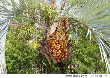 可愛的椰子 134470164