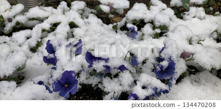 Leaves covered in snow 134470208