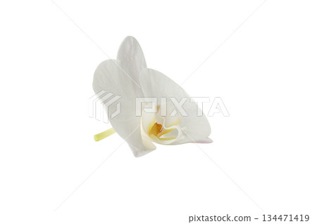 Smooth-petaled white orchid flower, isolated on white, PNG 134471419