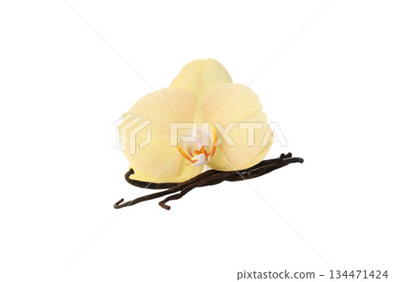 Orchid and vanilla pod on white, isolated on white, PNG Orchid and vanilla pod on white, isolated on white, PNG 134471424