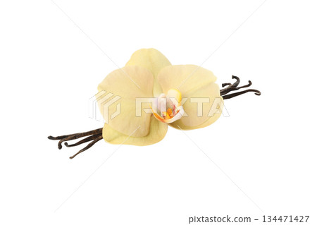 Vanilla orchid cutout on white, isolated on white, PNG 134471427