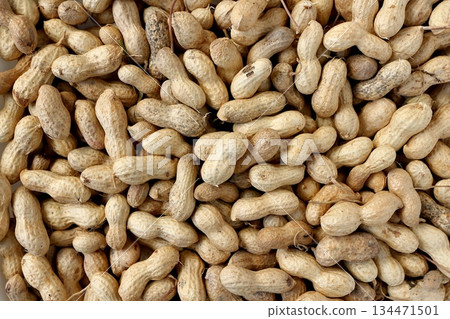 Lots of shelled peanuts Lots of shelled peanuts 134471501