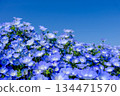 Blue sky and Nemophila 134471570