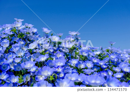藍天和Nemophila 134471570