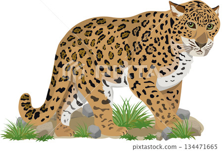 背景中的豹子 134471665