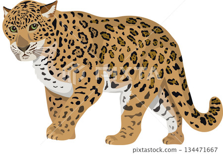 Leopard Leopard 134471667