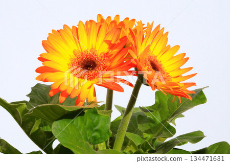 迷你非洲菊花卉園藝 134471681