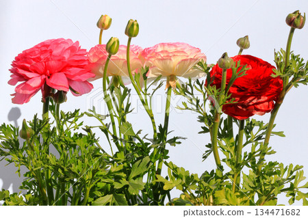 毛茛花園藝花卉 134471682