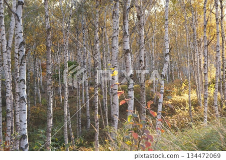 White birch forest of Yachiho Plateau 134472069