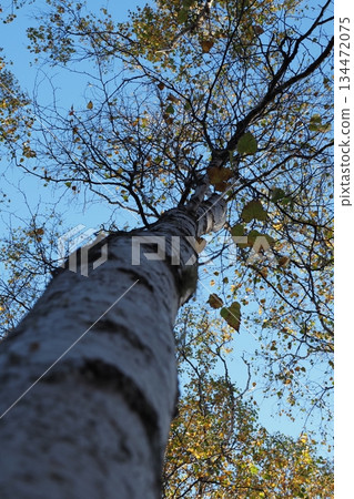 Looking up at the birch trees 134472075