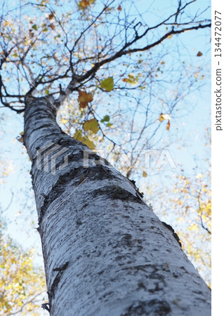 Looking up at the birch trees 134472077