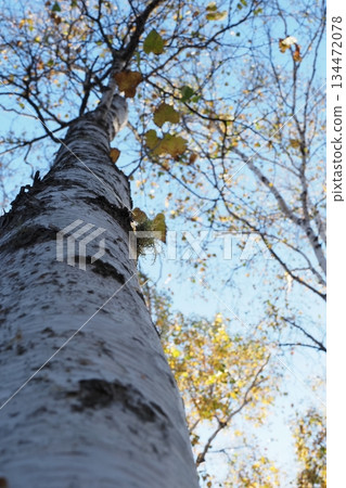 Looking up at the birch trees 134472078