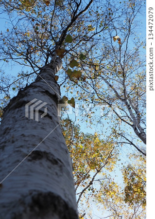Looking up at the birch trees 134472079