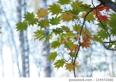 楓葉和樺樹 134472080