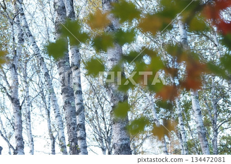 Birch and maple leaves 134472081