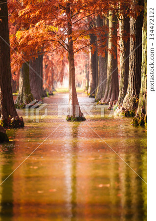 Beautiful reflections of dawn redwood trees in autumn 134472122