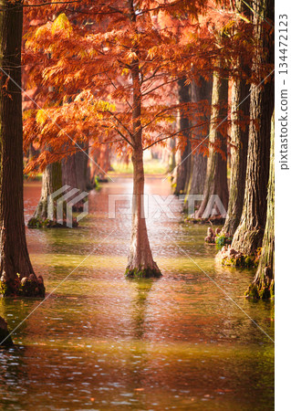 Beautiful reflections of dawn redwood trees in autumn Beautiful reflections of dawn redwood trees in autumn 134472123