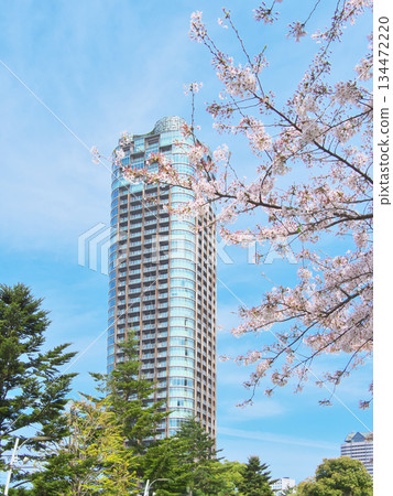 2022年4月，東京中城六本木的春日城市景觀，櫻花盛開。 134472220