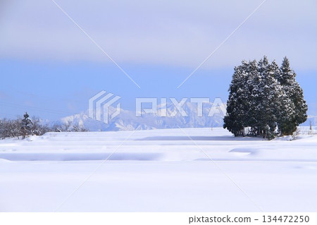 Snowy field 134472250