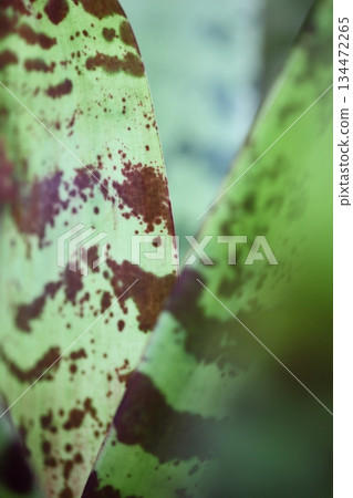 Tiger bromeliad leaves 134472265