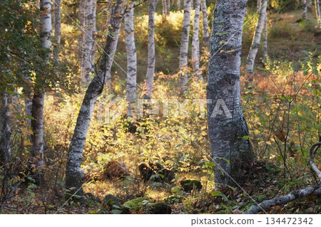 White birch forest of Yachiho Plateau 134472342