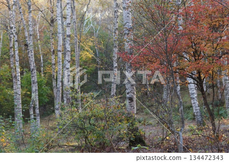 Autumn leaves and birch forests of Yachiho Plateau Autumn leaves and birch forests of Yachiho Plateau 134472343