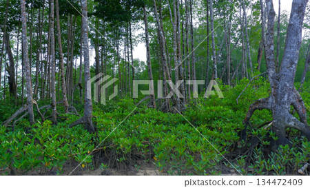 Lush Green Mangrove Forest with Large Prop Roots and Young Seedlings 134472409
