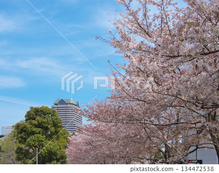 Spring cityscape of Tokyo Midtown Roppongi with cherry blossoms in bloom (April 2022) Spring cityscape of Tokyo Midtown Roppongi with cherry blossoms in bloom (April 2022) 134472538