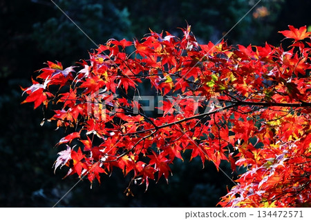 Flames of autumn leaves lit up in the silent forest 134472571