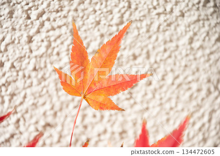 Autumn leaves 134472605