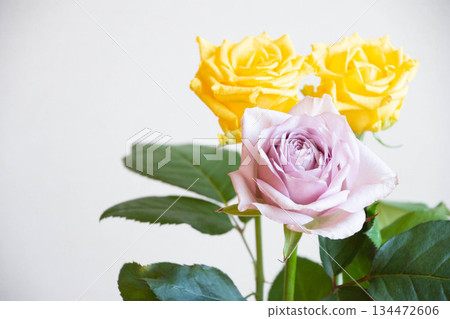 Yellow and purple roses 134472606