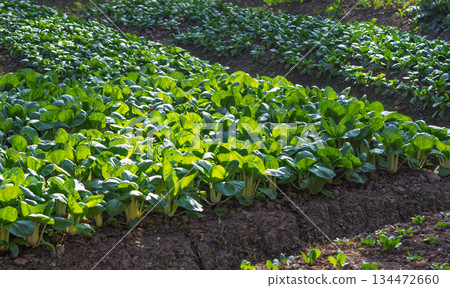 Green organic vegetable fields under the sun 134472660