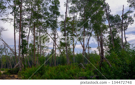 Lush Green Mangrove Forest with Tall Trees and Tropical Vegetation 134472748