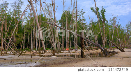 Dead Mangrove Trees on Sandy Beach Coastline with Blue Sky Dead Mangrove Trees on Sandy Beach Coastline with Blue Sky 134472749