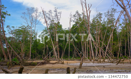 Barren Mangrove Landscape with Fallen Logs and Sandy Soil 134472750